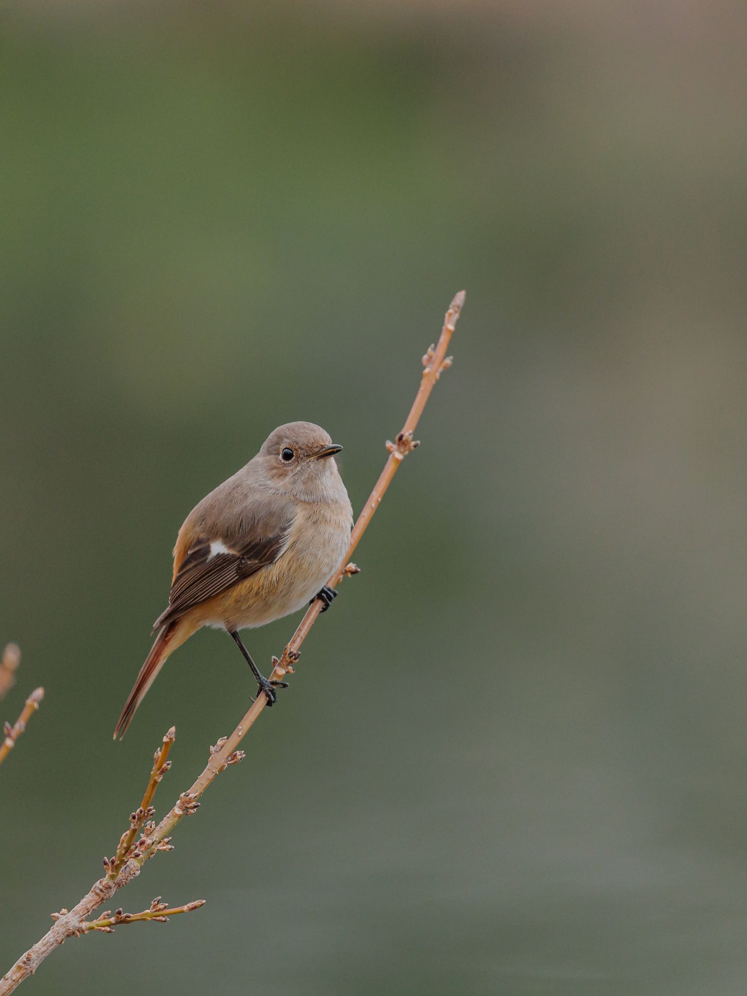 Daurian Redstart