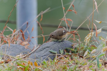 ジョウビタキ 善福寺公園 2024年1月3日(水)