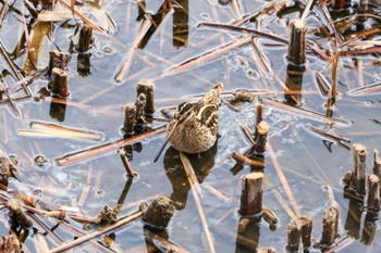 2024年1月7日(日) 金井遊水地(金井遊水池)の野鳥観察記録