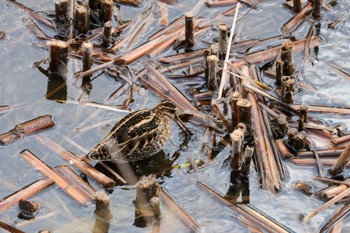 タシギ 金井遊水地(金井遊水池) 2024年1月7日(日)