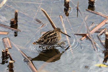 Common Snipe 金井遊水地(金井遊水池) Sun, 1/7/2024