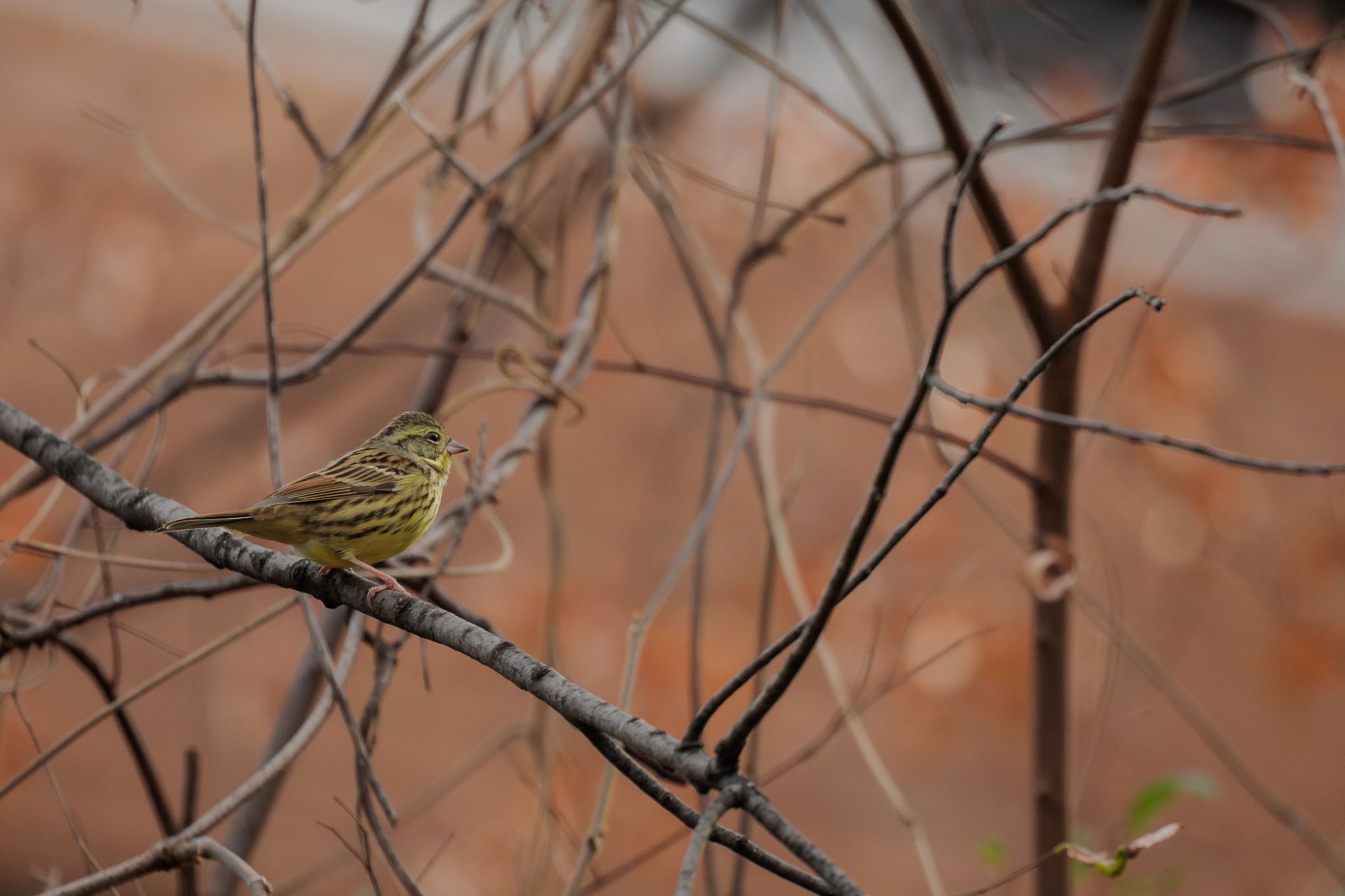 Masked Bunting