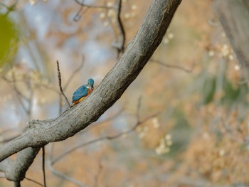 カワセミ 善福寺公園 2024年1月3日(水)