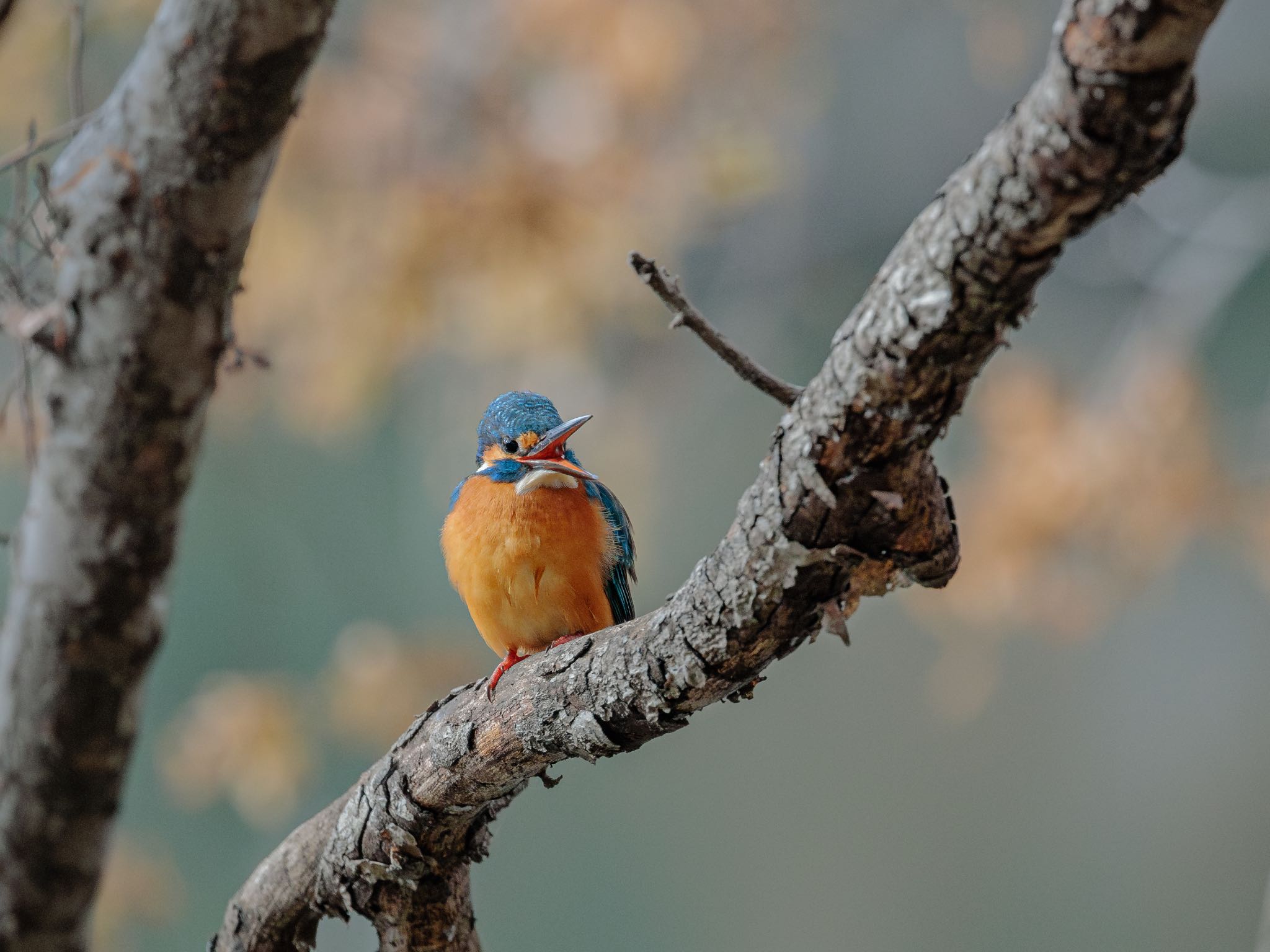 2024年1月3日(水) 善福寺公園の野鳥観察記録 by marupapa | ZooPicker