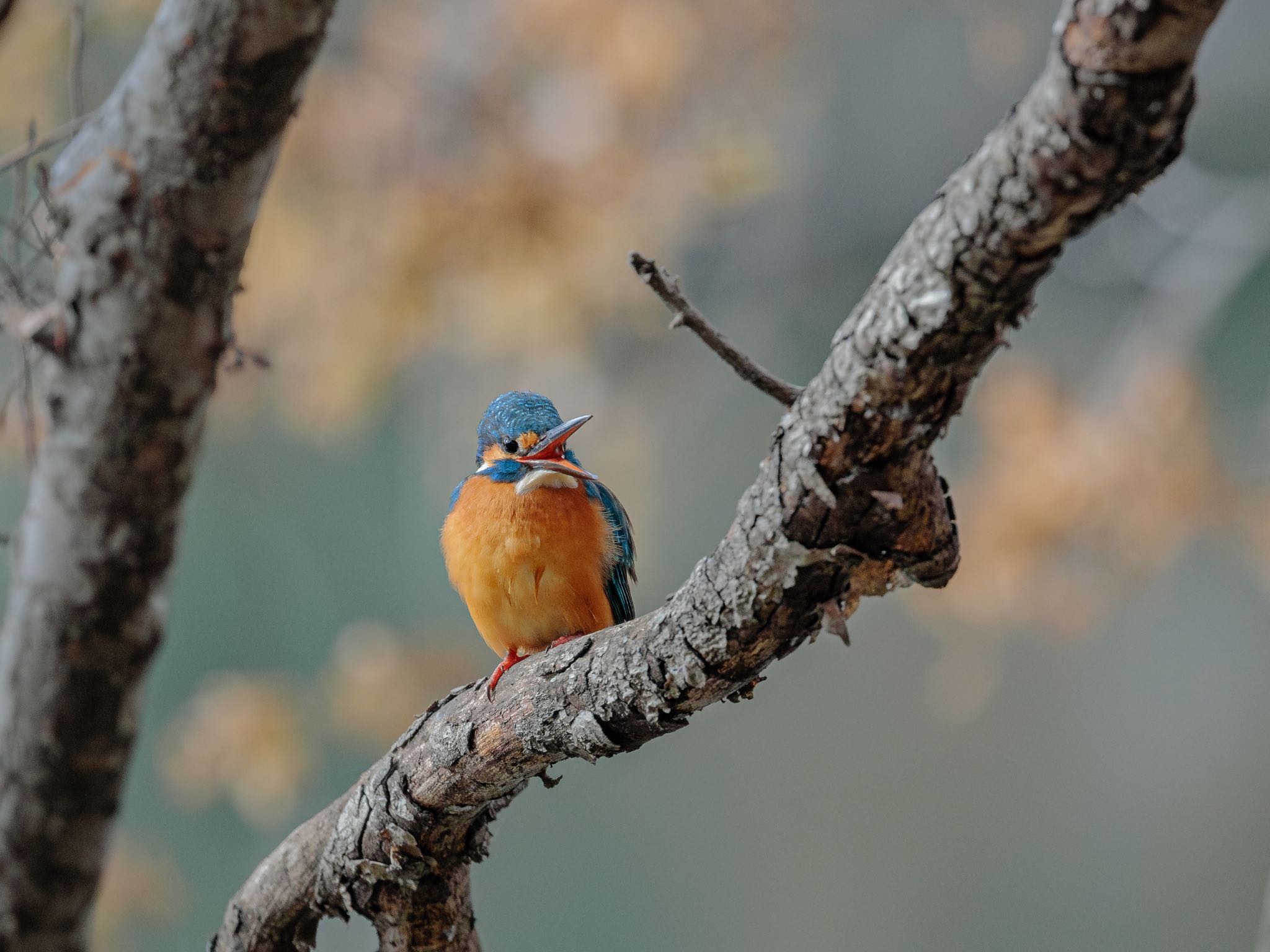 Common Kingfisher