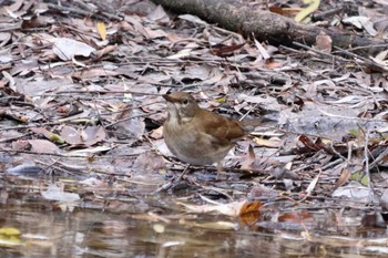 Pale Thrush 祖父江ワイルドネイチャー緑地 Sun, 1/7/2024