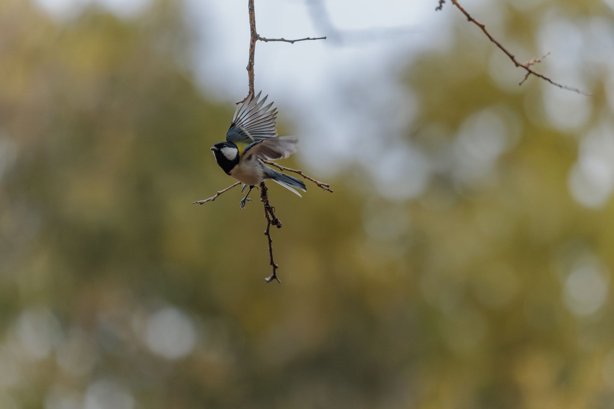 Japanese Tit