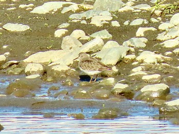 Temminck's Stint 酒匂川河口 Wed, 12/13/2023