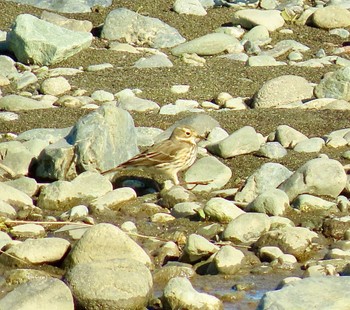 Water Pipit 酒匂川河口 Wed, 12/13/2023