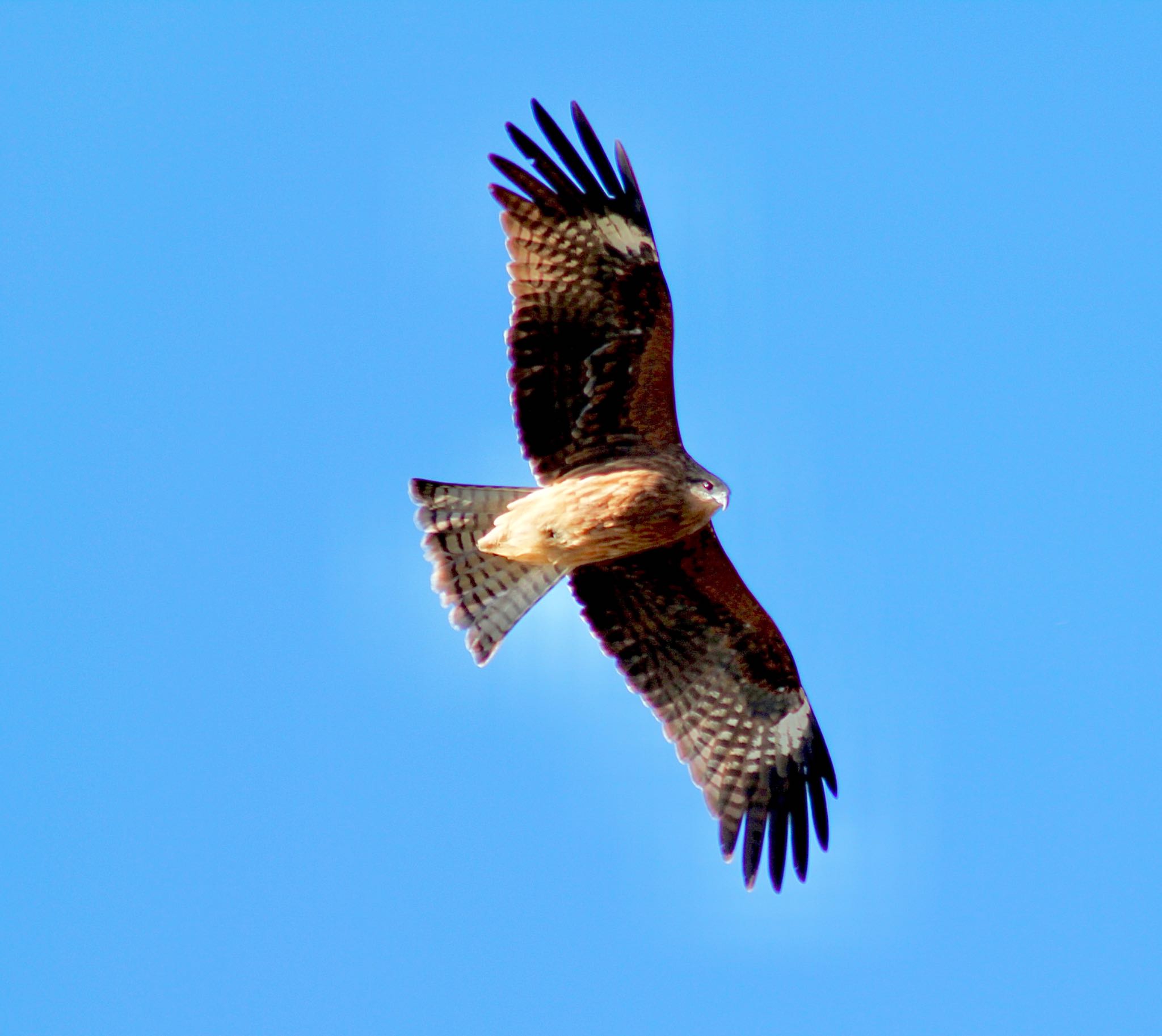 Photo of Black Kite at 神奈川県 by かえるおどる