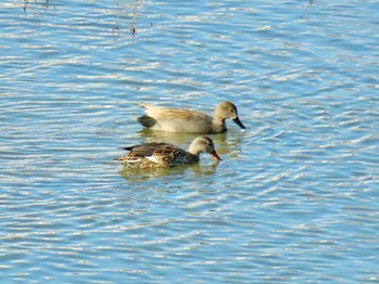 Gadwall 酒匂川河口 Wed, 12/13/2023