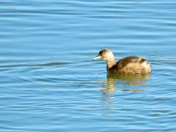 Little Grebe 酒匂川河口 Wed, 12/13/2023