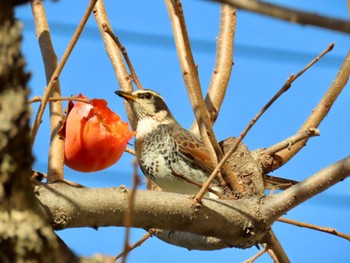 Dusky Thrush 神奈川県 Sun, 12/10/2023