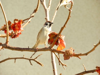 Eurasian Tree Sparrow 神奈川県 Sun, 12/10/2023