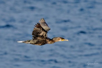 ウミウ 城ヶ島 2024年1月2日(火)