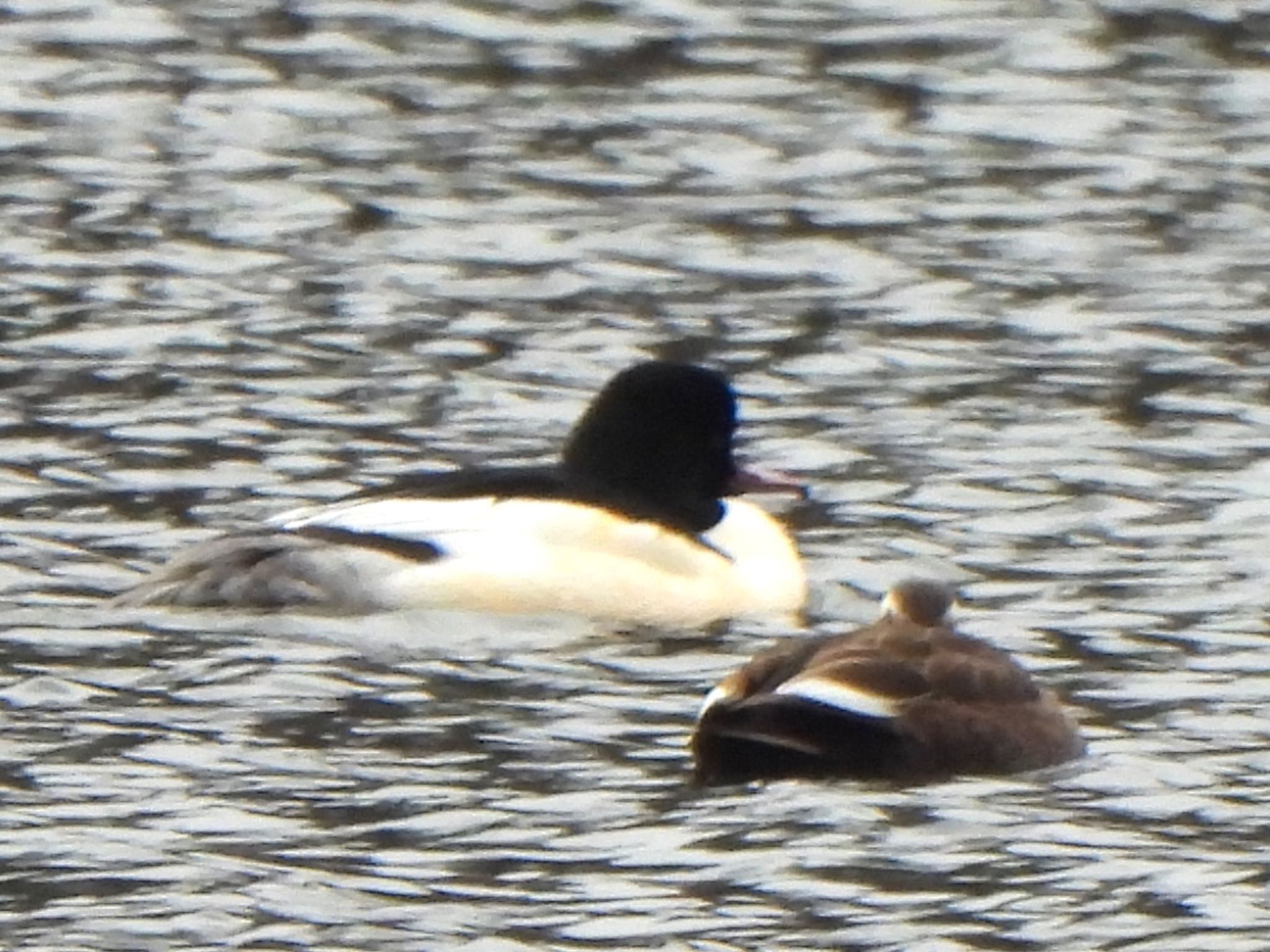 Common Merganser