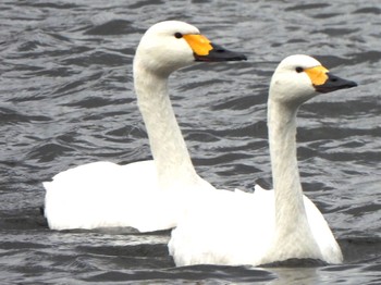 2024年1月7日(日) 山形県鶴岡市の野鳥観察記録