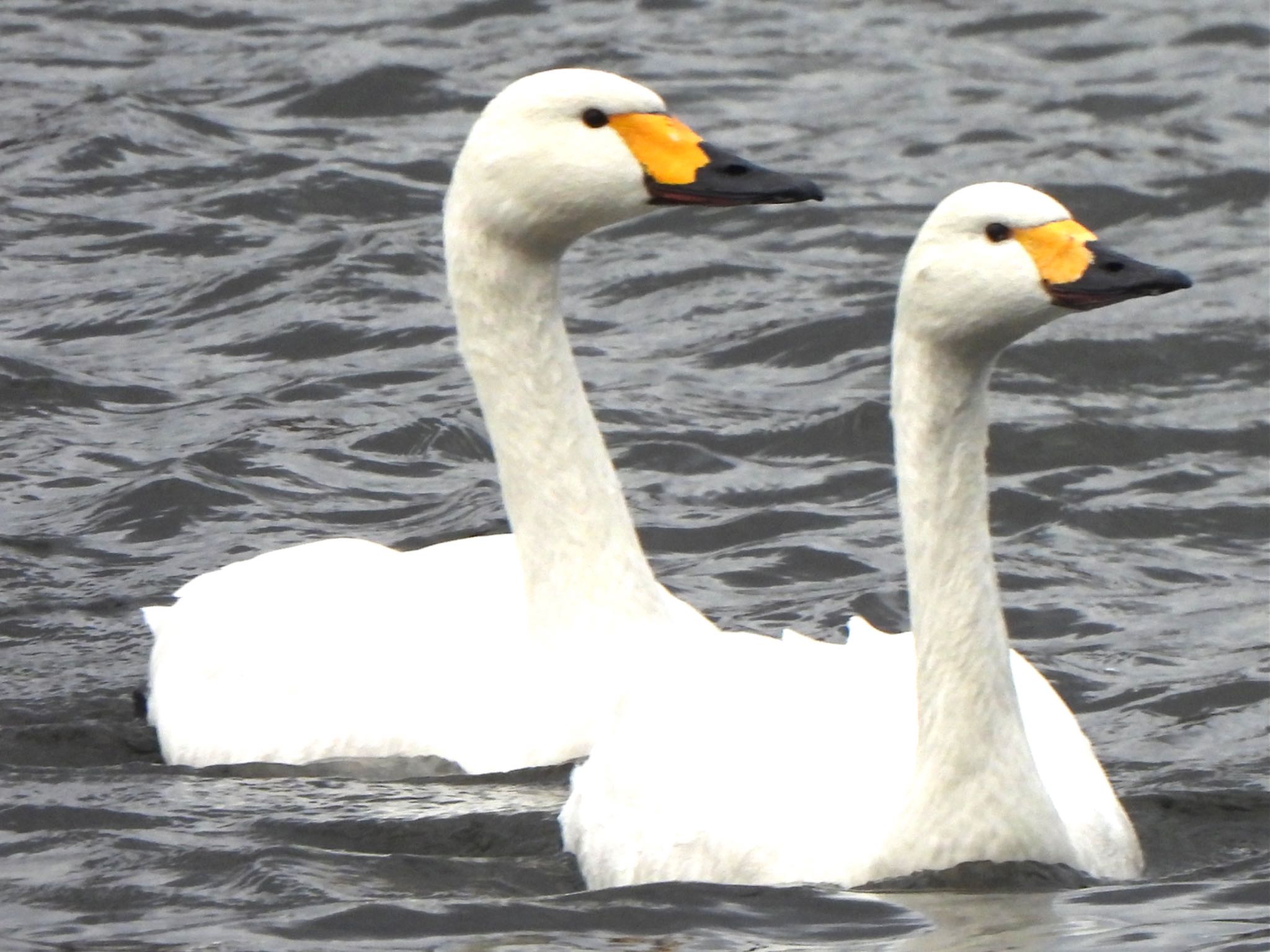 Tundra Swan