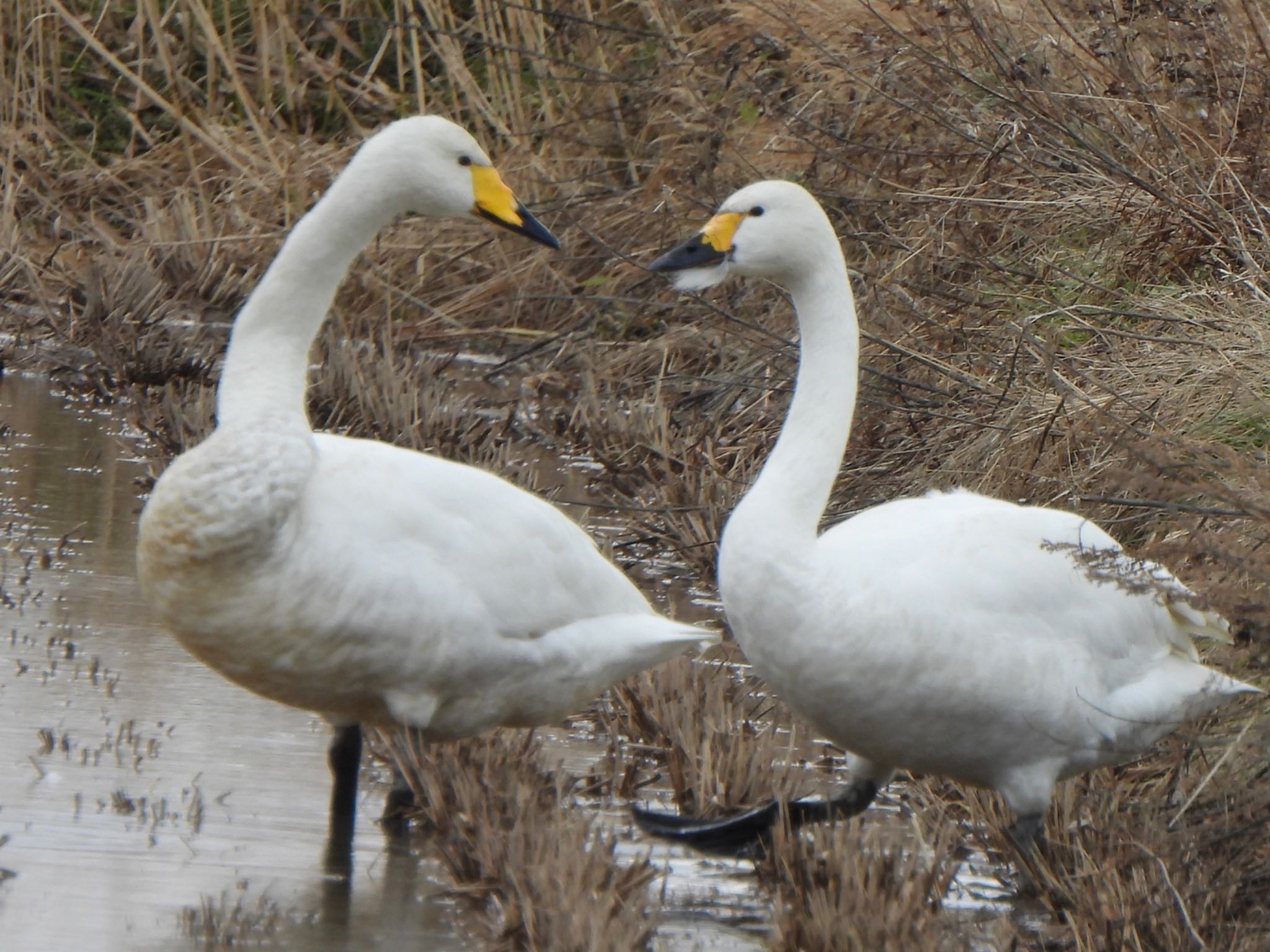 Photo of Whooper Swan at 山形県鶴岡市 by ツピ太郎