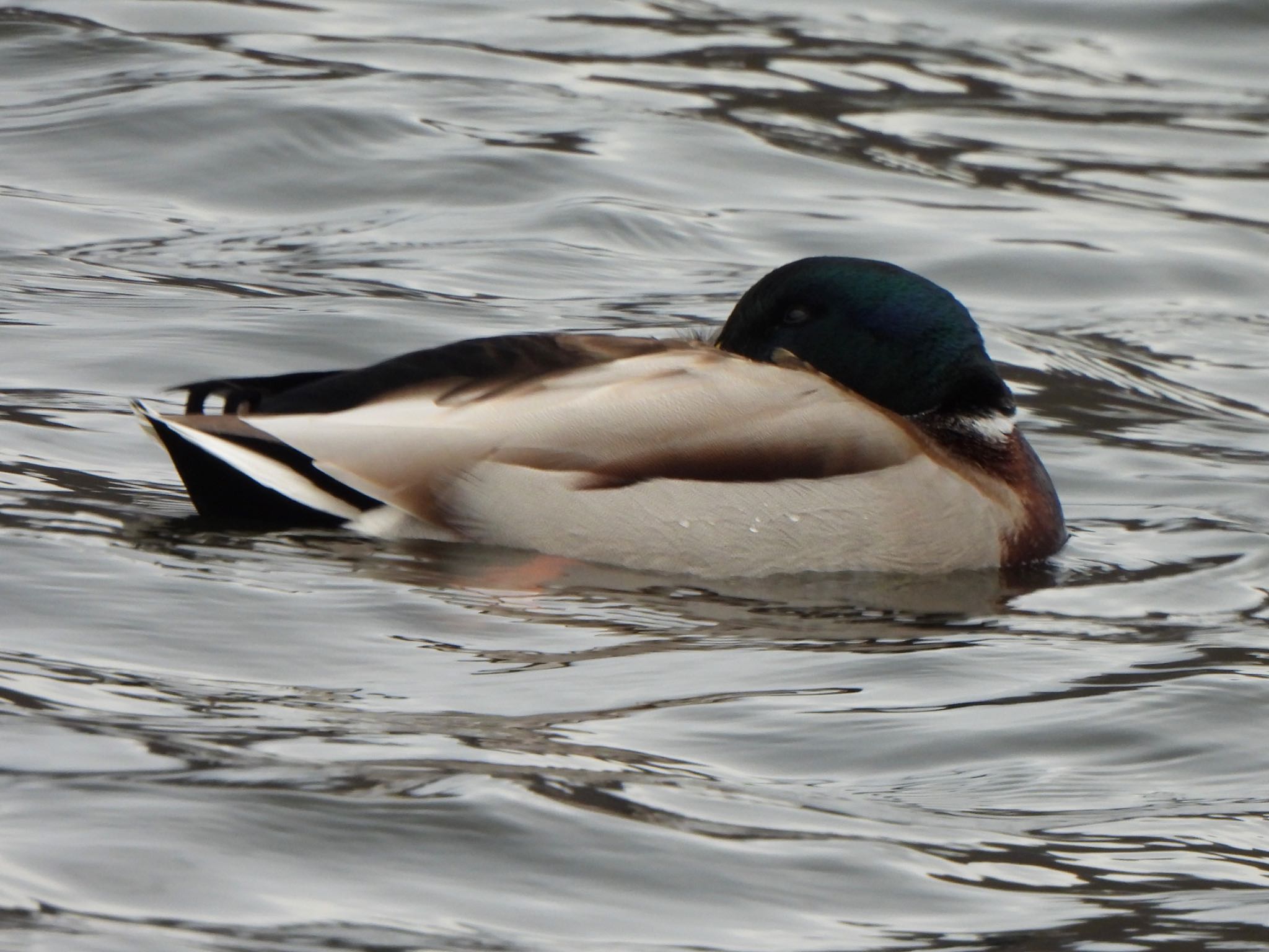 Mallard