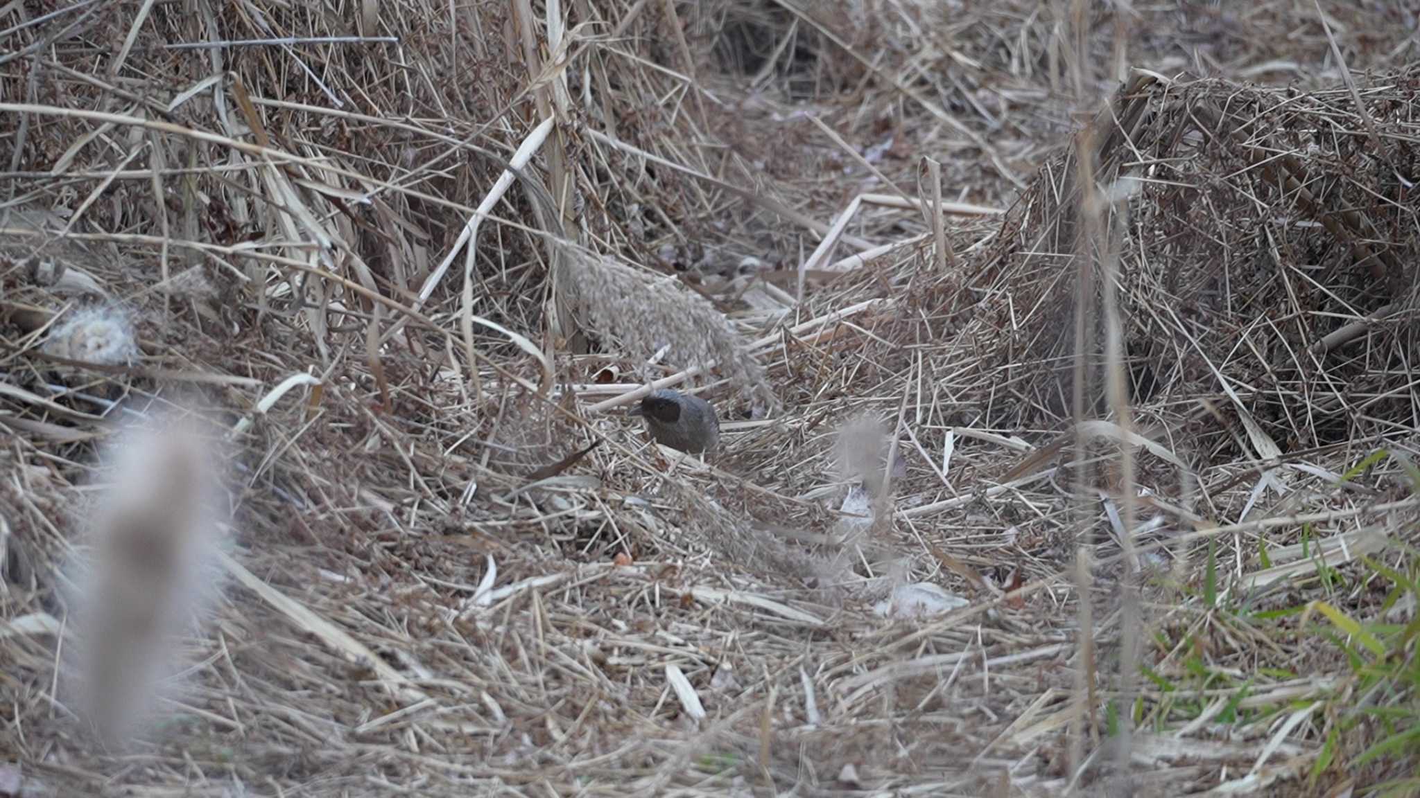 カオグロガビチョウ