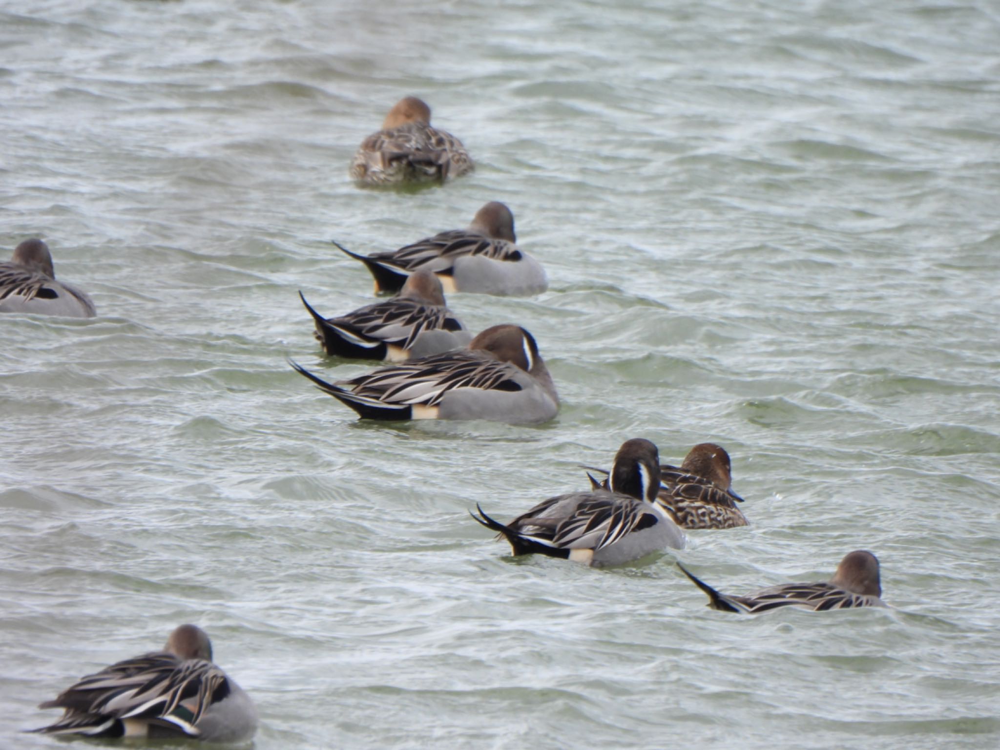 Northern Pintail