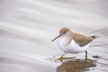 Common Sandpiper 勝島運河 Sun, 1/7/2024