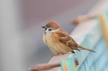 Eurasian Tree Sparrow 勝島運河 Sun, 1/7/2024