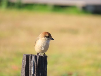 2024年1月7日(日) 淀川河川敷の野鳥観察記録