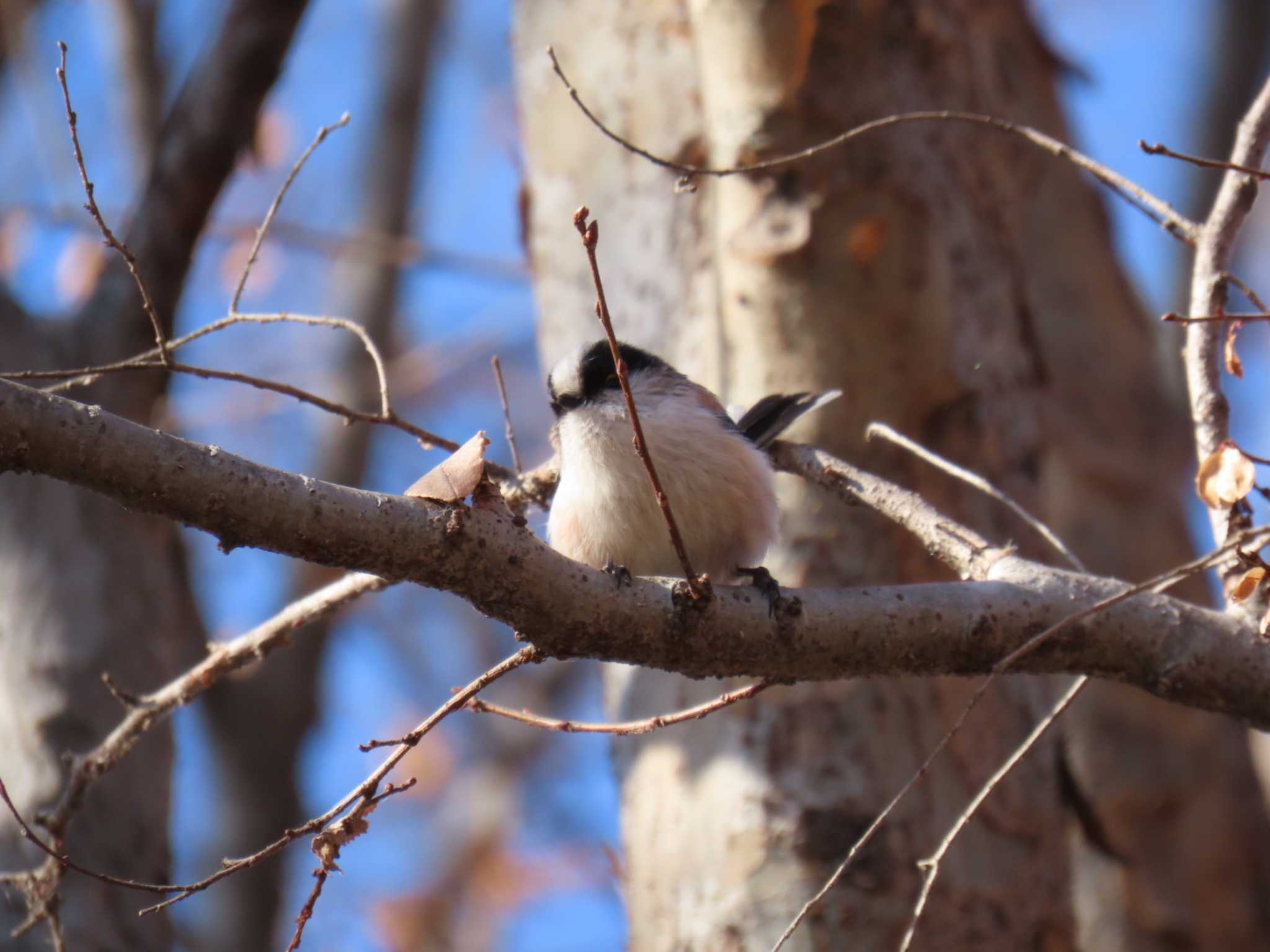 Long-tailed Tit