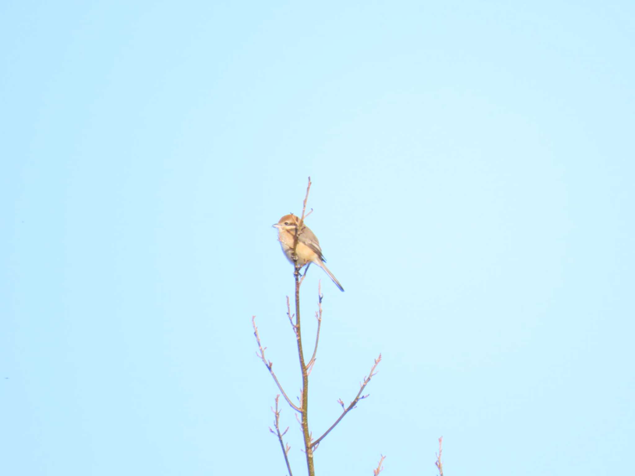 Bull-headed Shrike