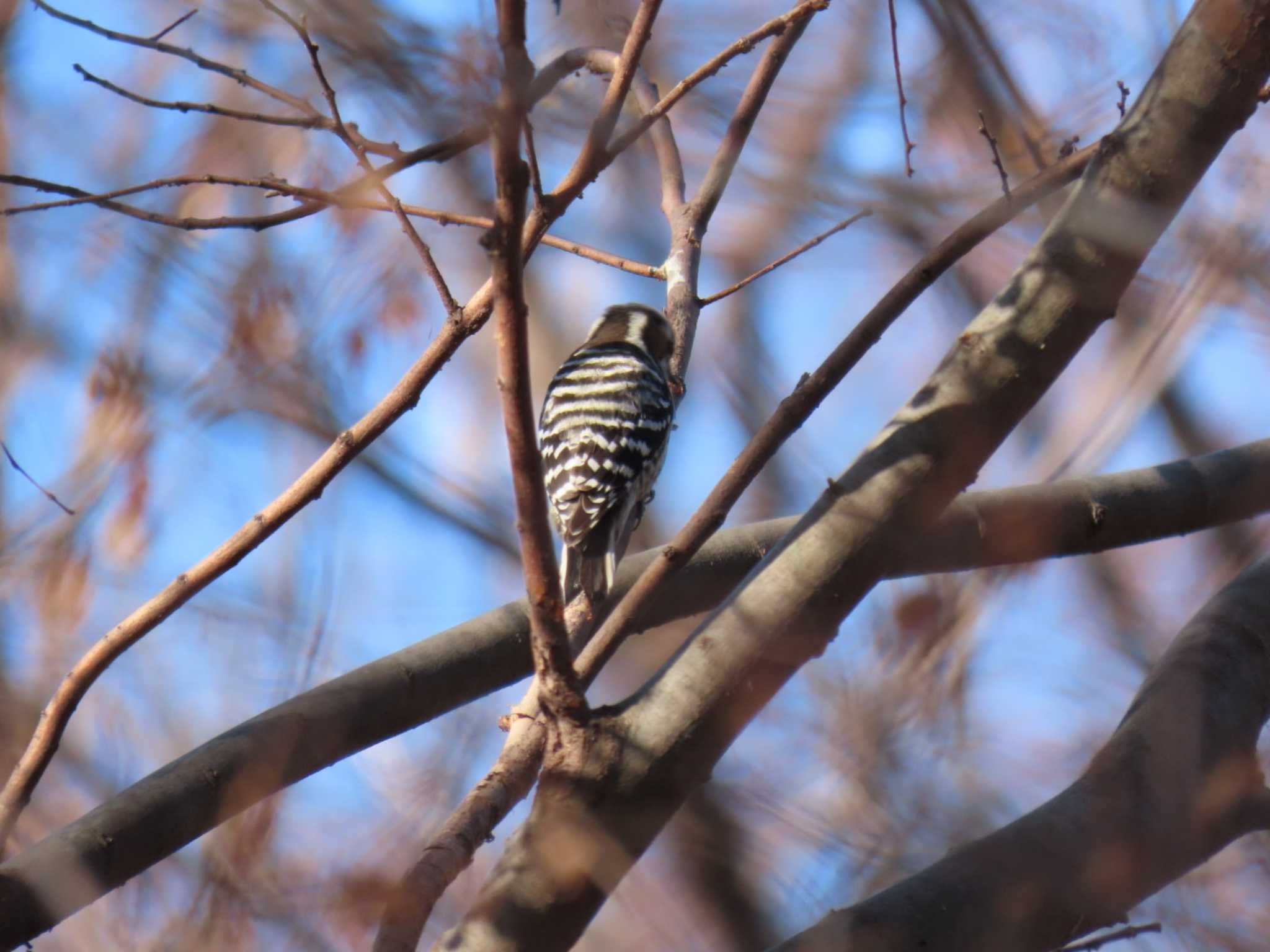 Japanese Pygmy Woodpecker