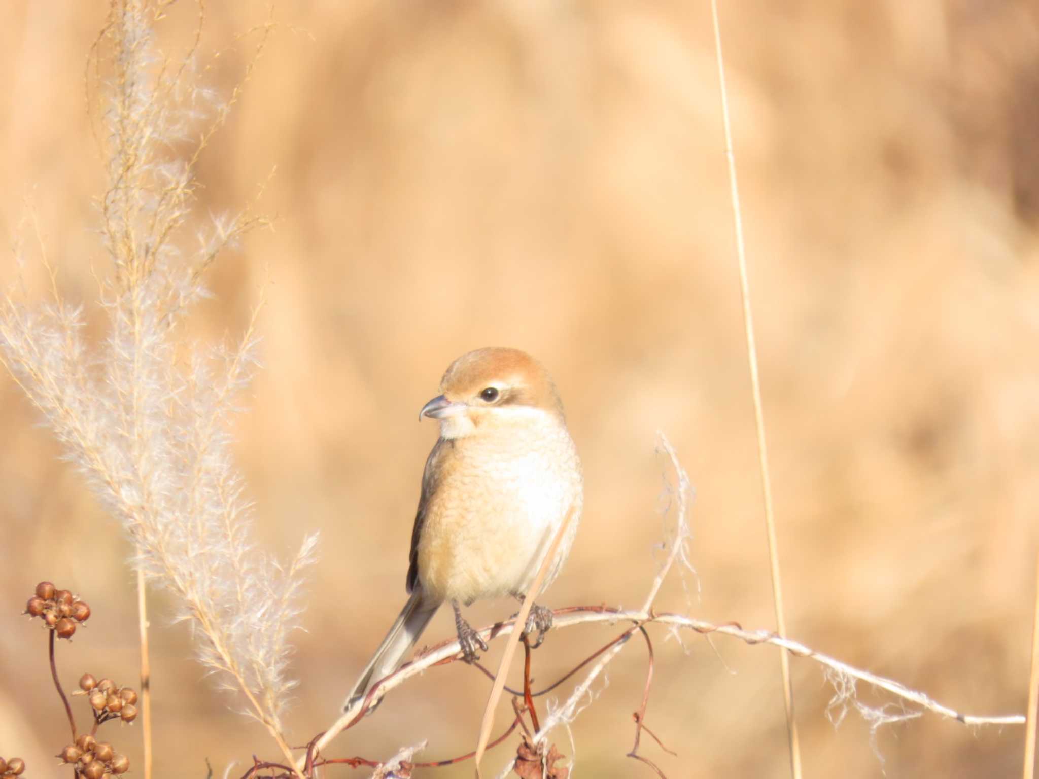 Bull-headed Shrike