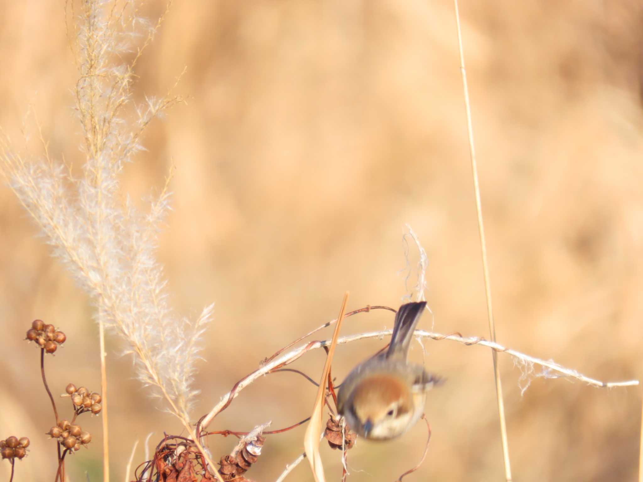 Bull-headed Shrike