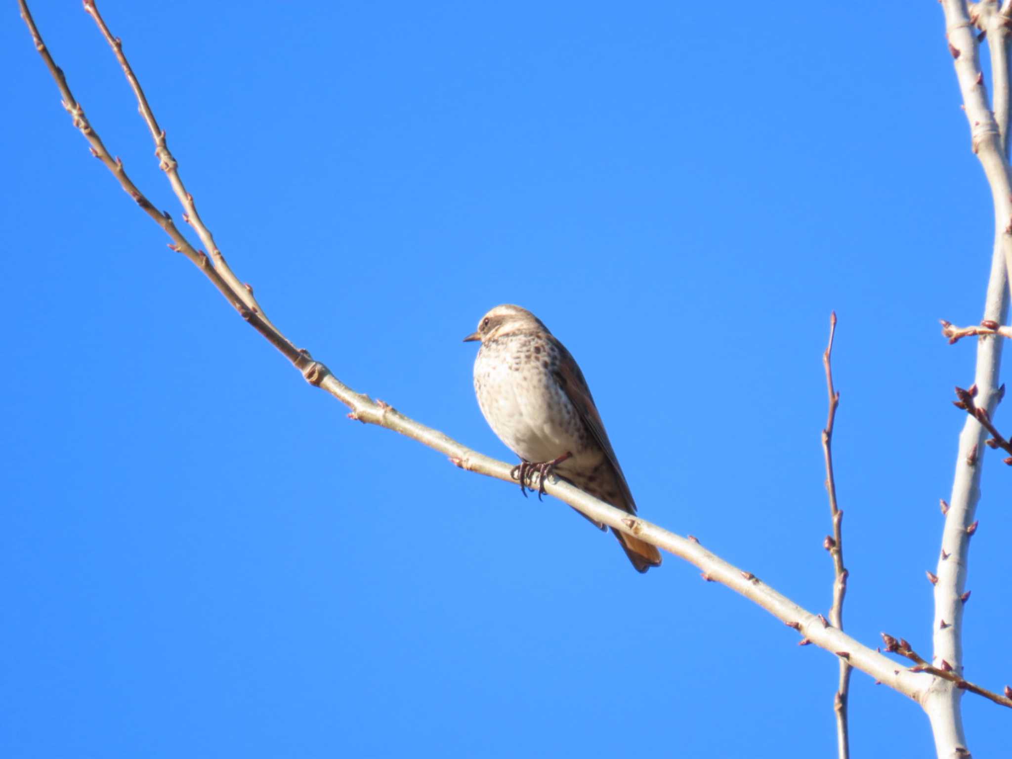 Dusky Thrush