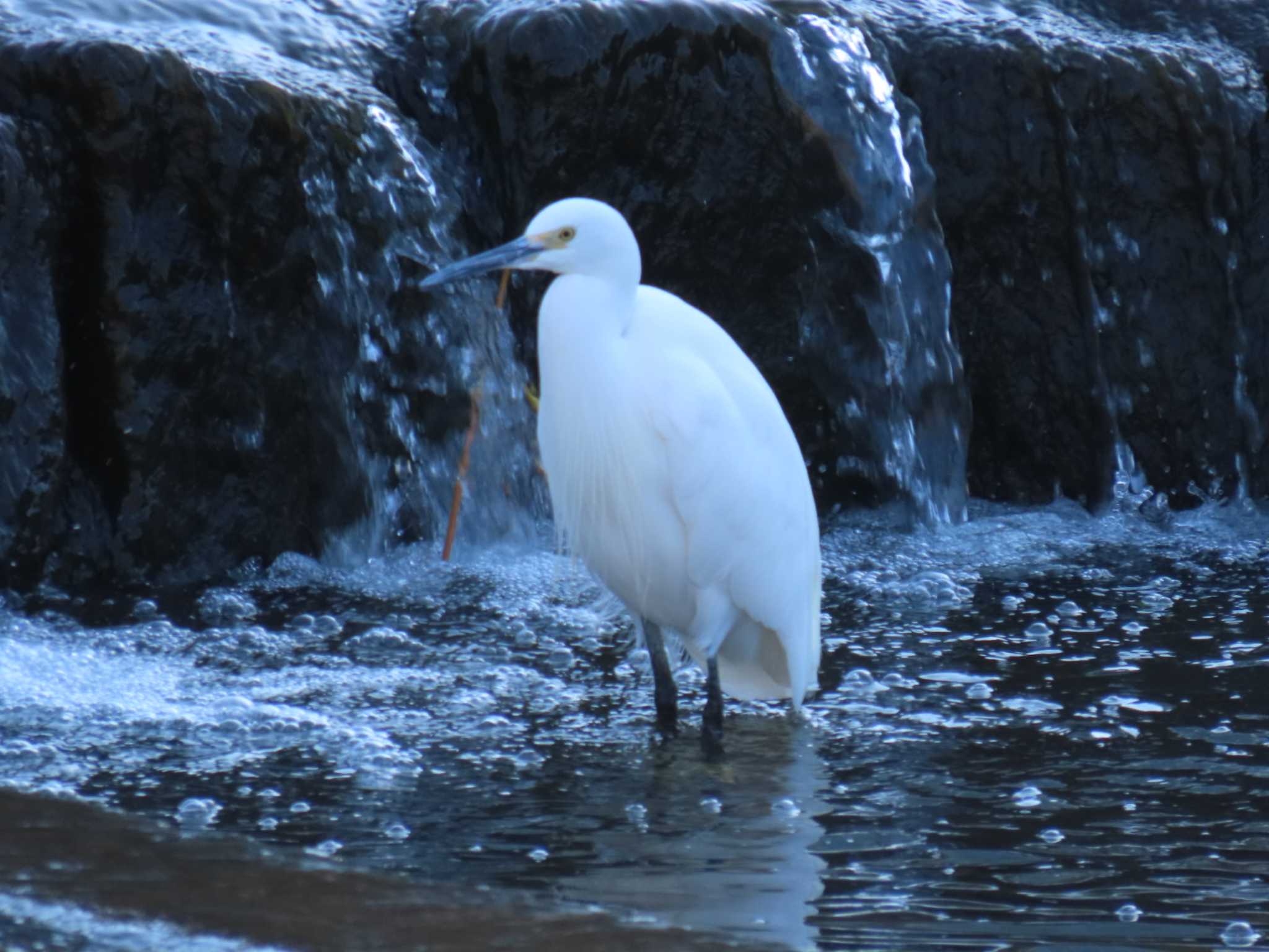 Little Egret