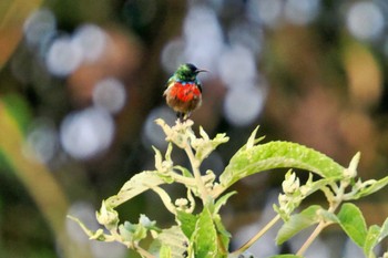 Northern Double-collared Sunbird