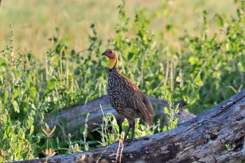 Swamp Francolin