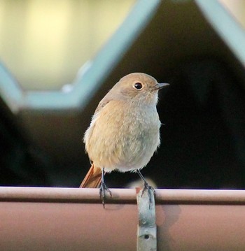 Daurian Redstart 神奈川県 Sat, 1/6/2024