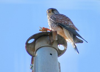 Common Kestrel 神奈川県 Sat, 1/6/2024