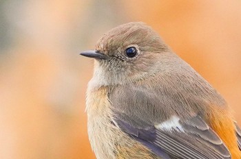 Daurian Redstart しながわ区民公園(品川区民公園) Sun, 1/7/2024