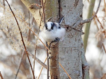 Long-tailed Tit Kabukuri Pond Sun, 1/7/2024