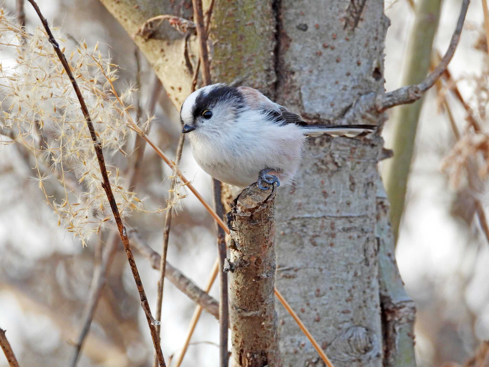 Photo of Long-tailed Tit at Kabukuri Pond by くーちゃんねる