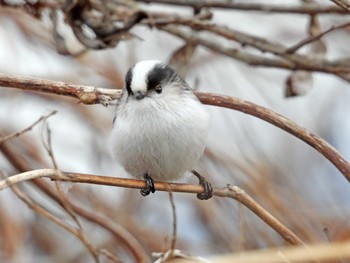 Long-tailed Tit Kabukuri Pond Sun, 1/7/2024