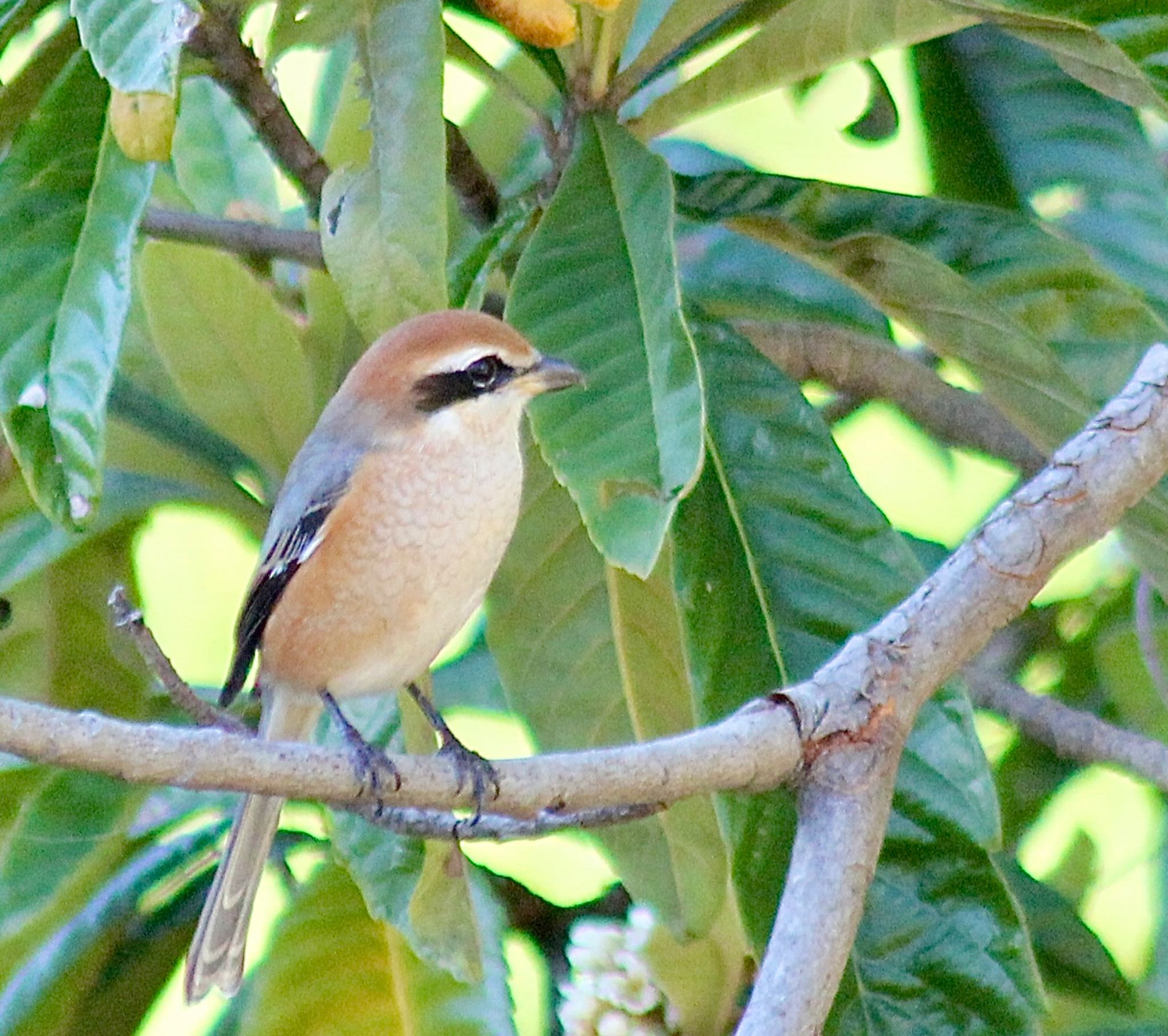 Photo of Bull-headed Shrike at 神奈川県 by かえるおどる