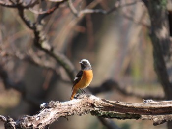 2024年1月7日(日) 大阪城公園の野鳥観察記録