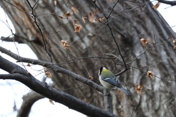 シジュウカラ 都立狭山公園 2024年1月7日(日)