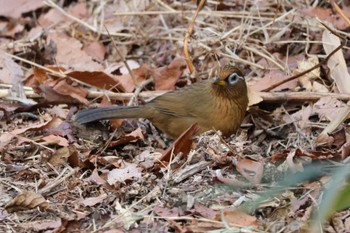 ガビチョウ 都立狭山公園 2024年1月7日(日)