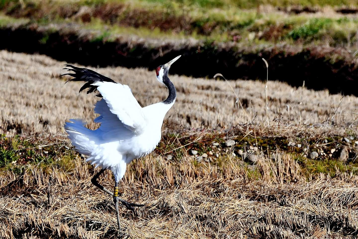 Red-crowned Crane