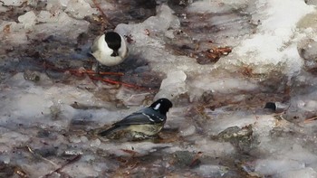 2024年1月6日(土) 小浅間山の野鳥観察記録